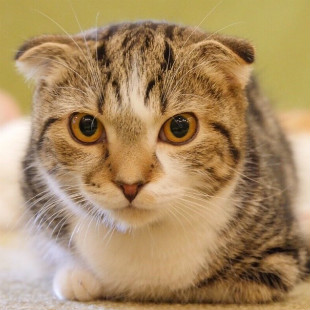 ずんだ