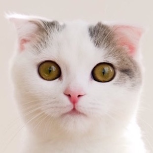 ごましお