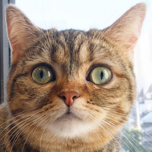 もんじゃ