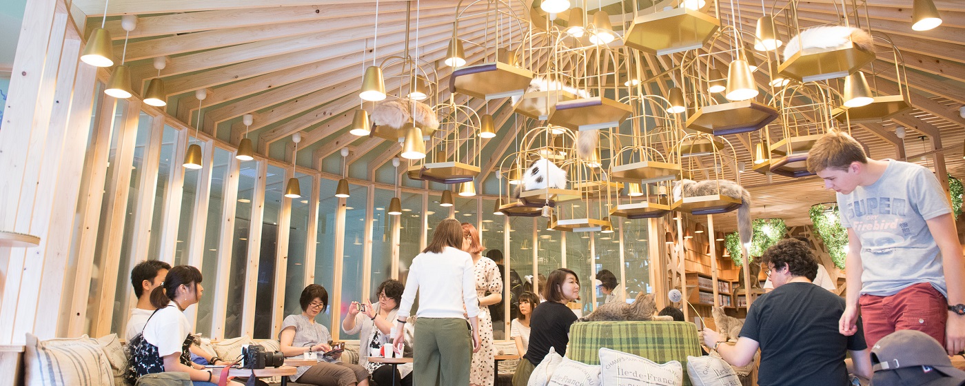 猫カフェ モカ Mocha 秋葉原店