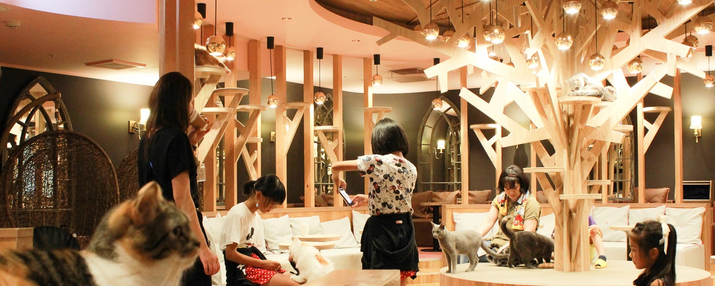 猫カフェ MOCHA(モカ) ｜名古屋栄店