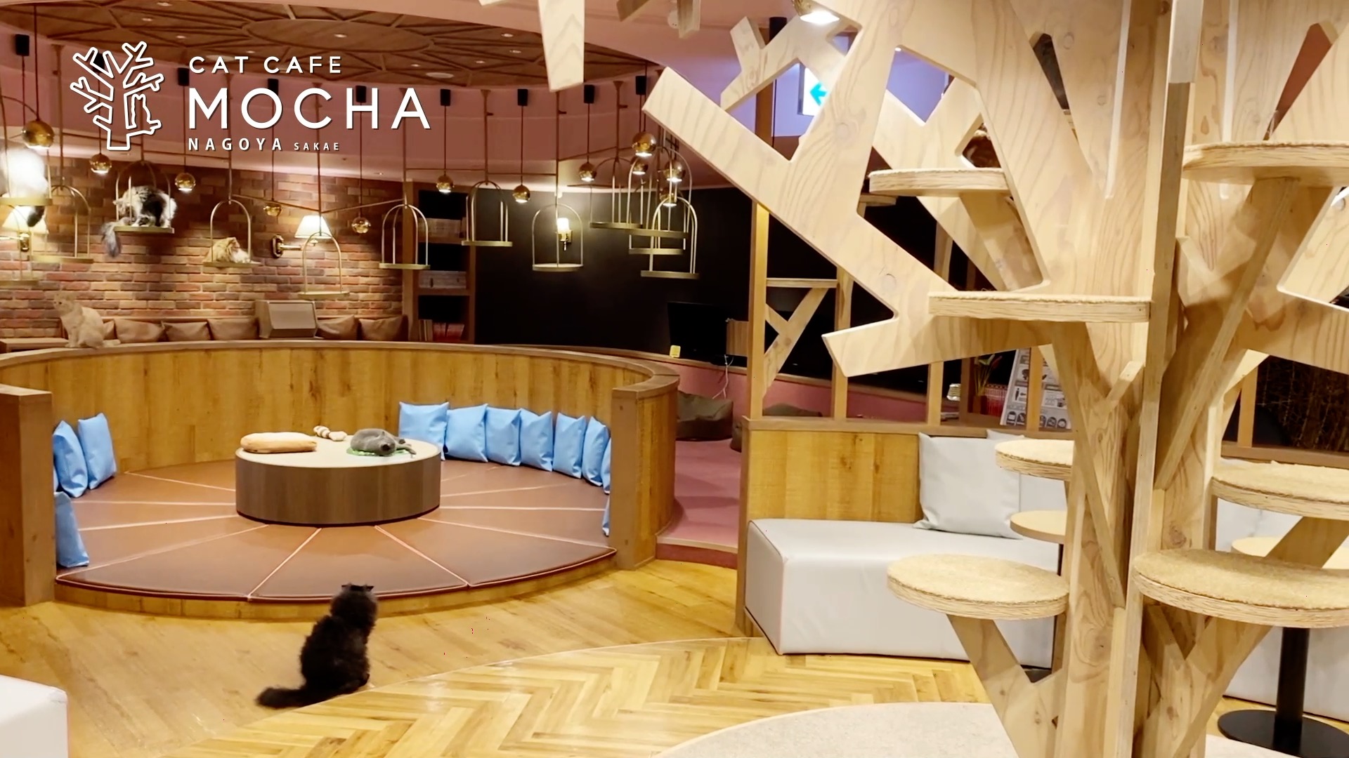 名古屋栄店 猫カフェ Mocha モカ