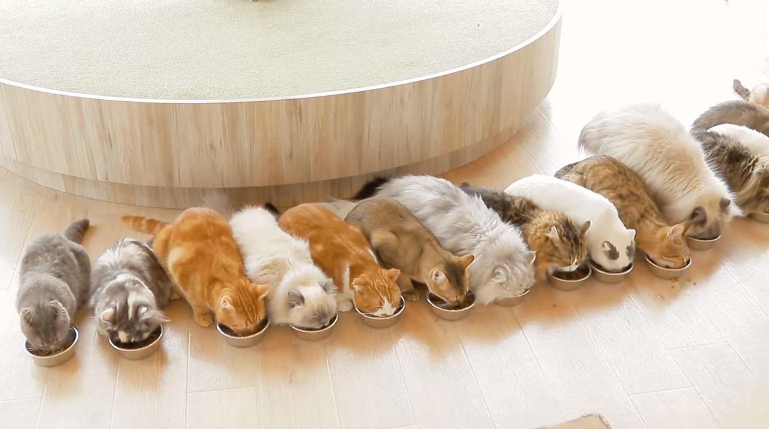 Top 猫カフェ Mocha モカ