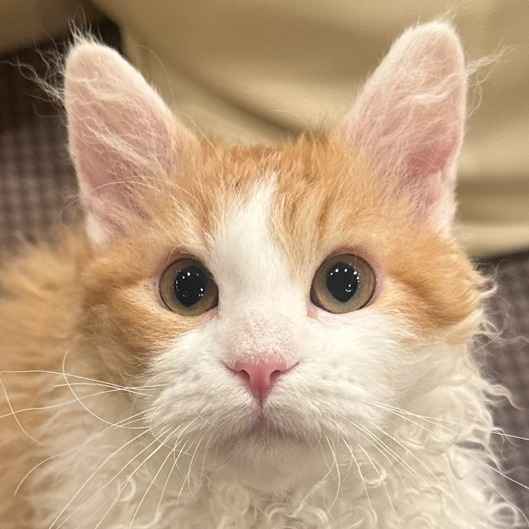 いくら
