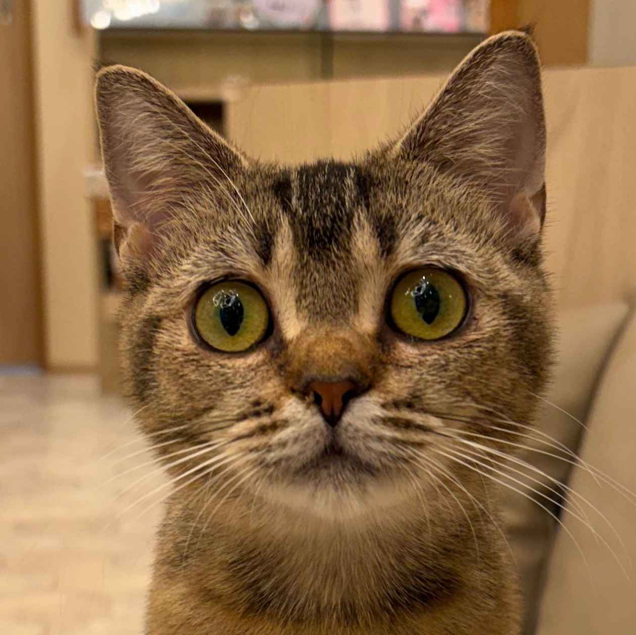 つくし