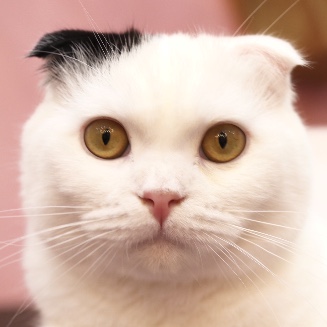 すずり