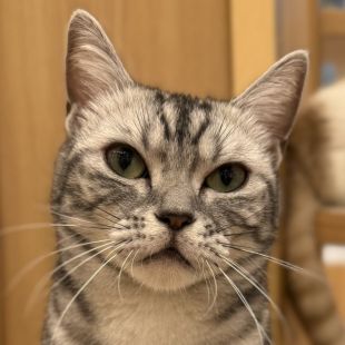 慶次