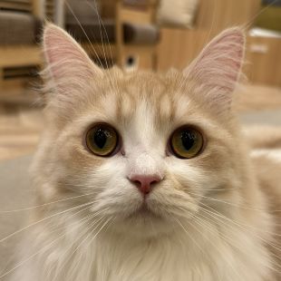 ツナ