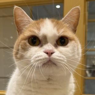 かぼちゃ