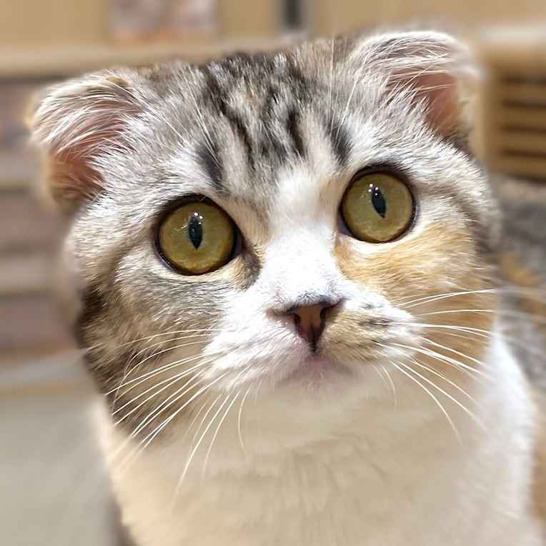 ぽこ