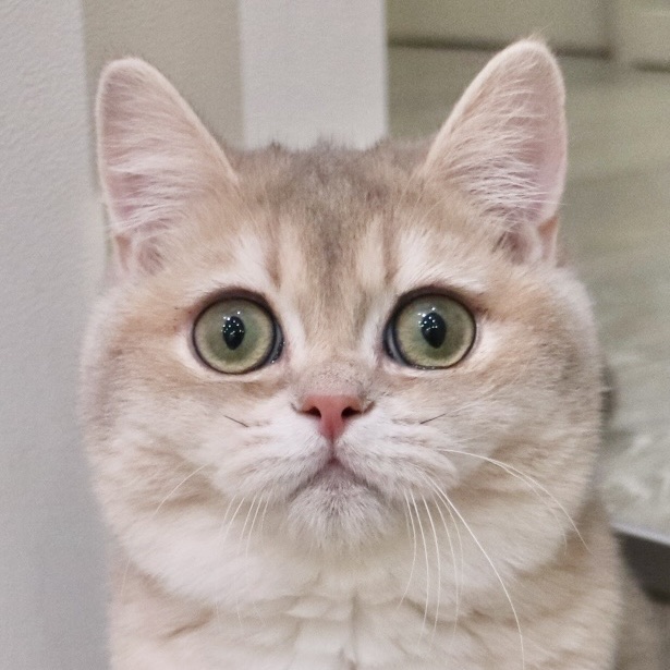 麦丸