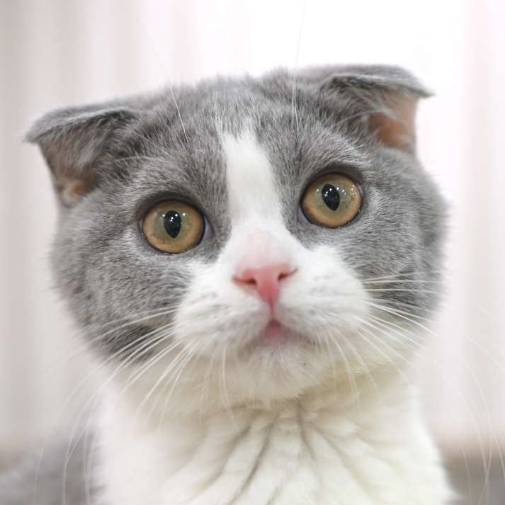 小助
