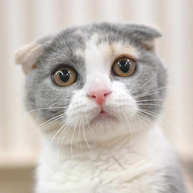 小梅