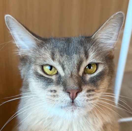 チャティ