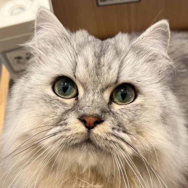 シュネ