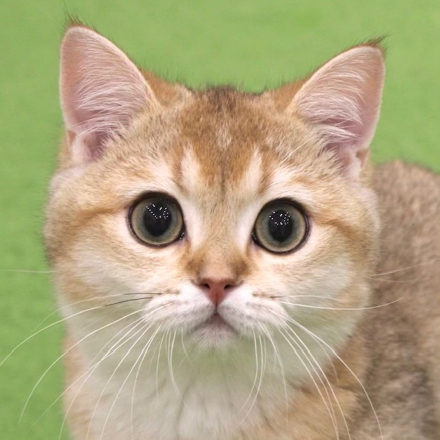 テテ