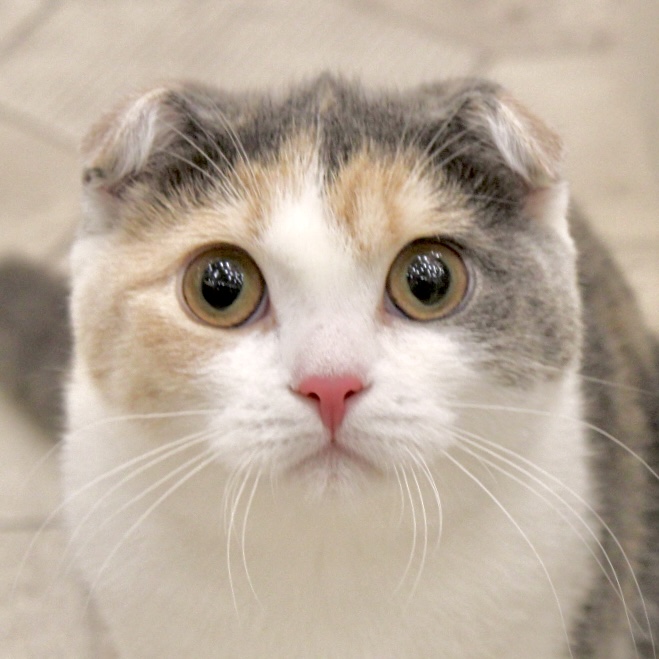 みずあめ
