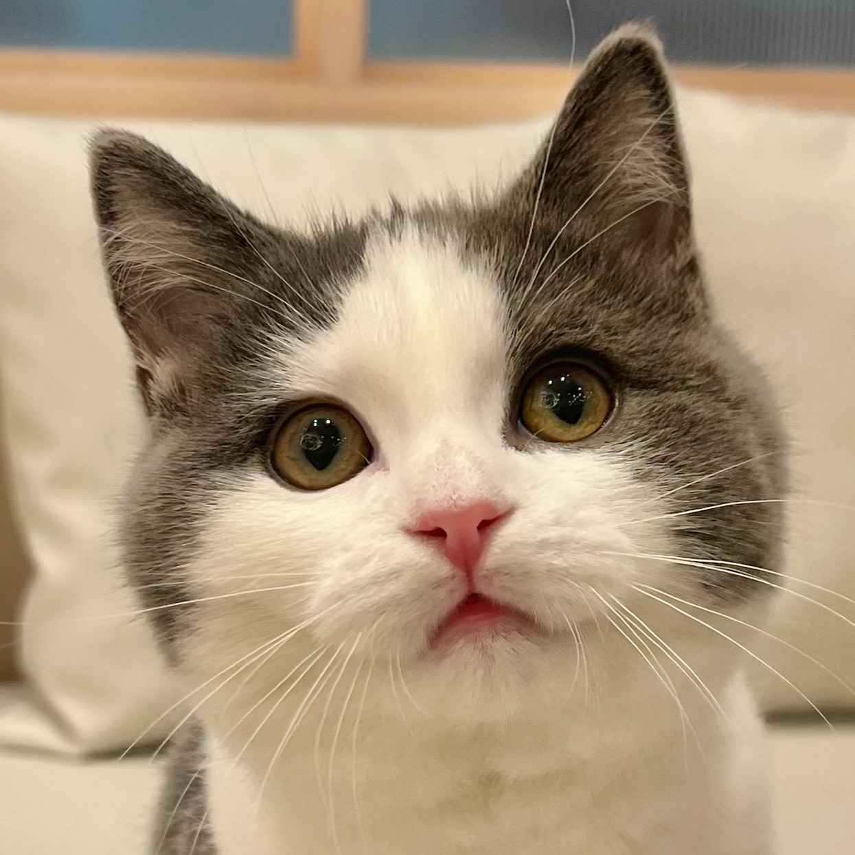 とわ