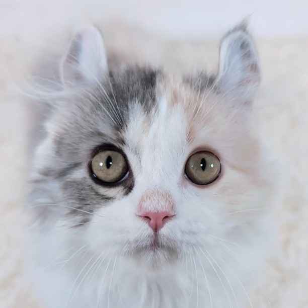 アルシェ大宮店｜猫カフェ MOCHA(モカ)