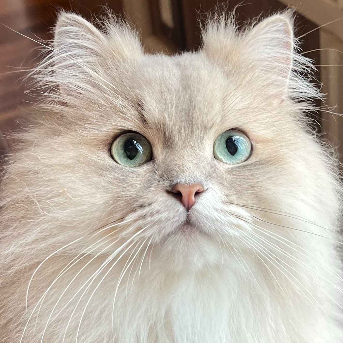 モネ