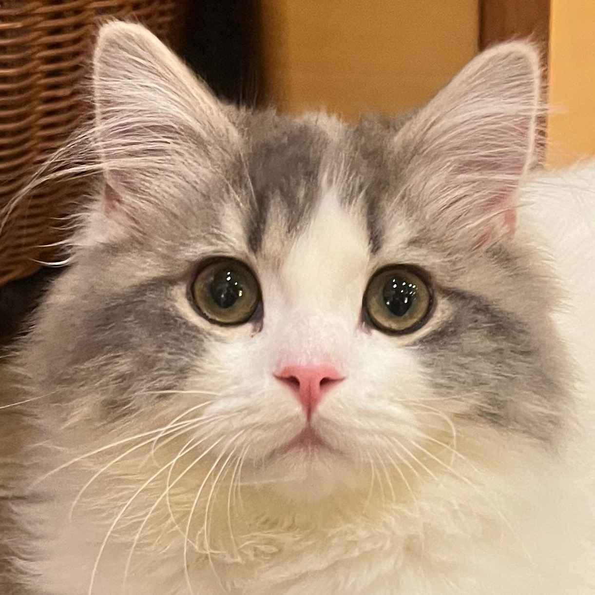 ちゃぷちぇ