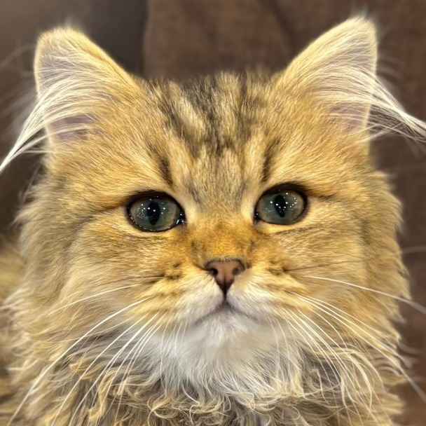 ふう