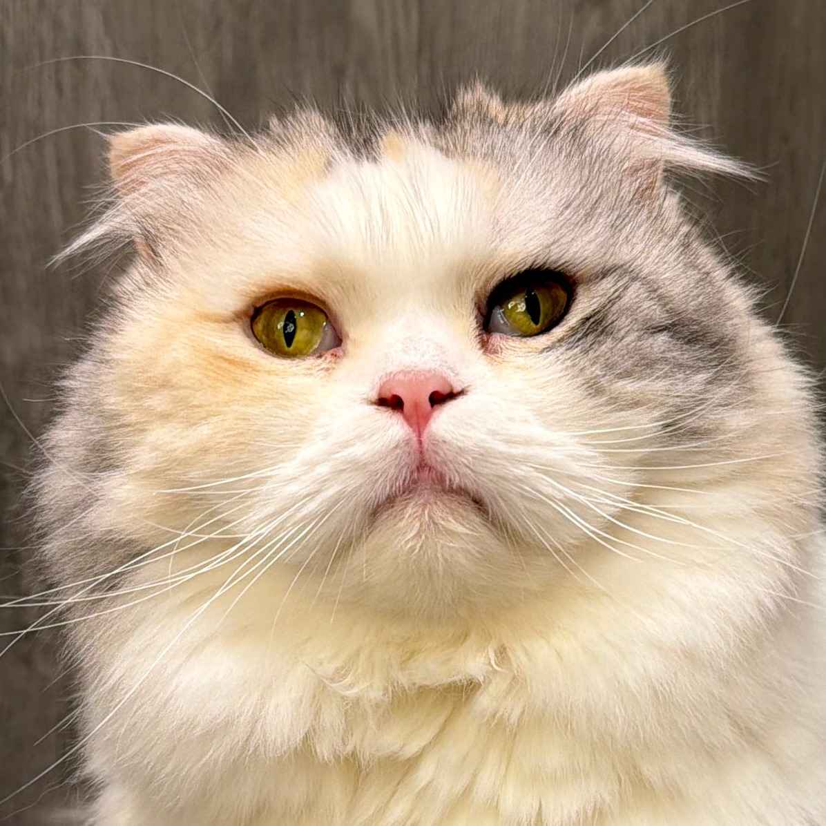 ダリア