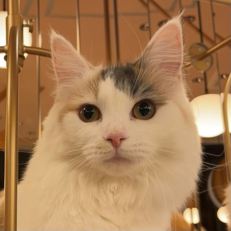 みたらし