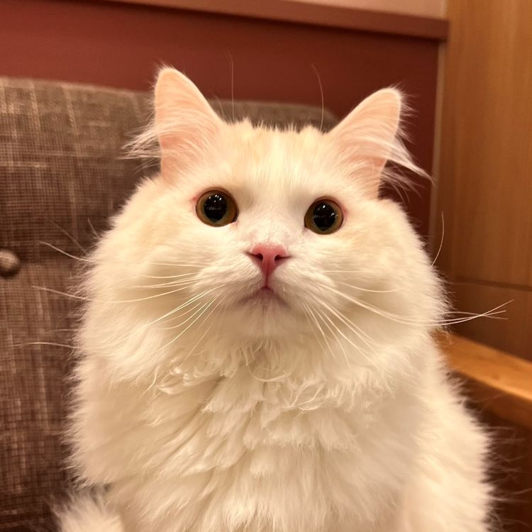 おこめ