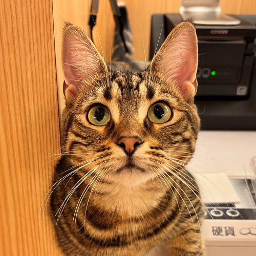 ひじき