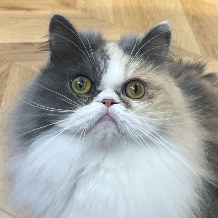 くるる