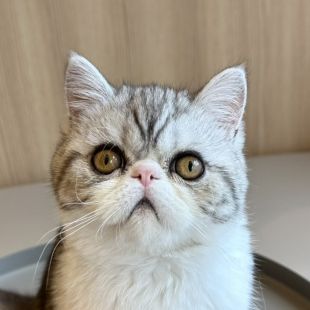 福