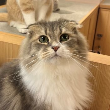 ゼル