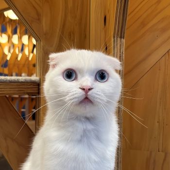 えのき