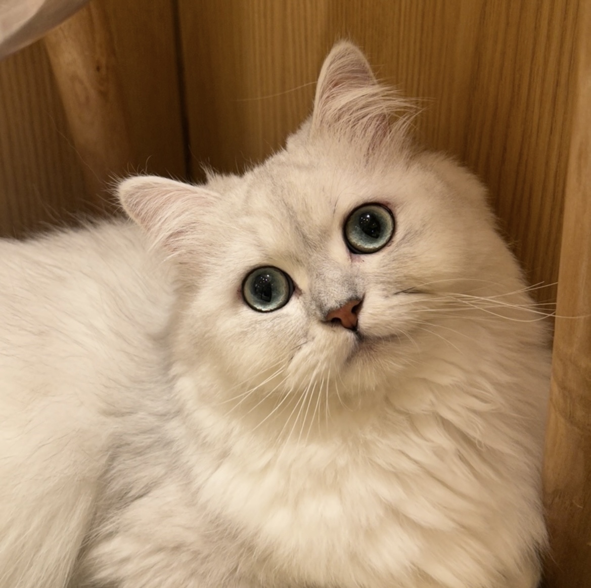 ブラン