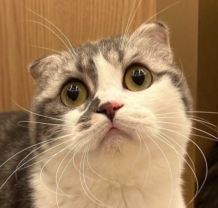 こぶし