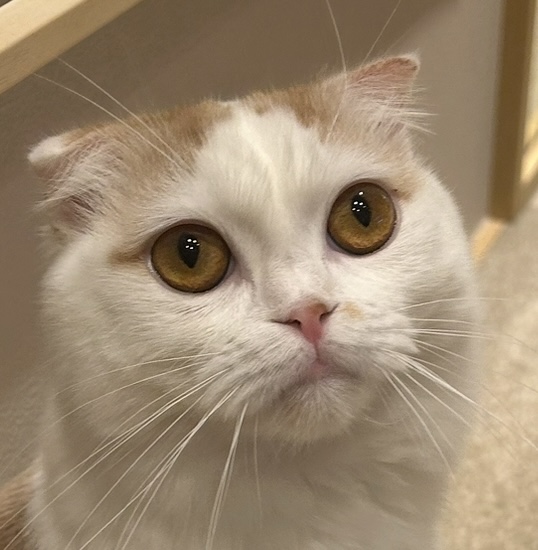 きょん