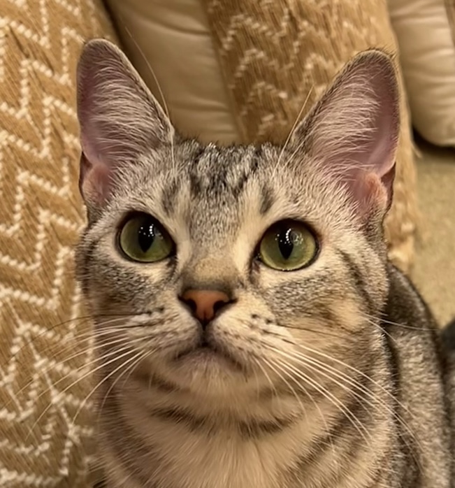 ふゆこ
