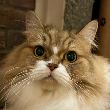 渋谷センター街店 おちゃ