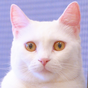 秋葉原店 おこめ