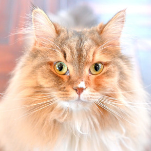 渋谷センター街店 あんかけ