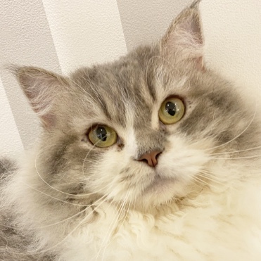 アルシェ大宮店 ヤマト