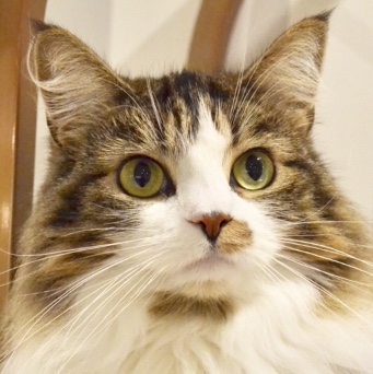 アルシェ大宮店 花音