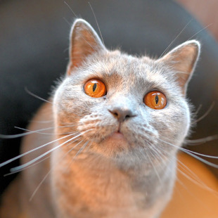 渋谷センター街店 すず