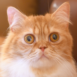 池袋本店 しゃけ