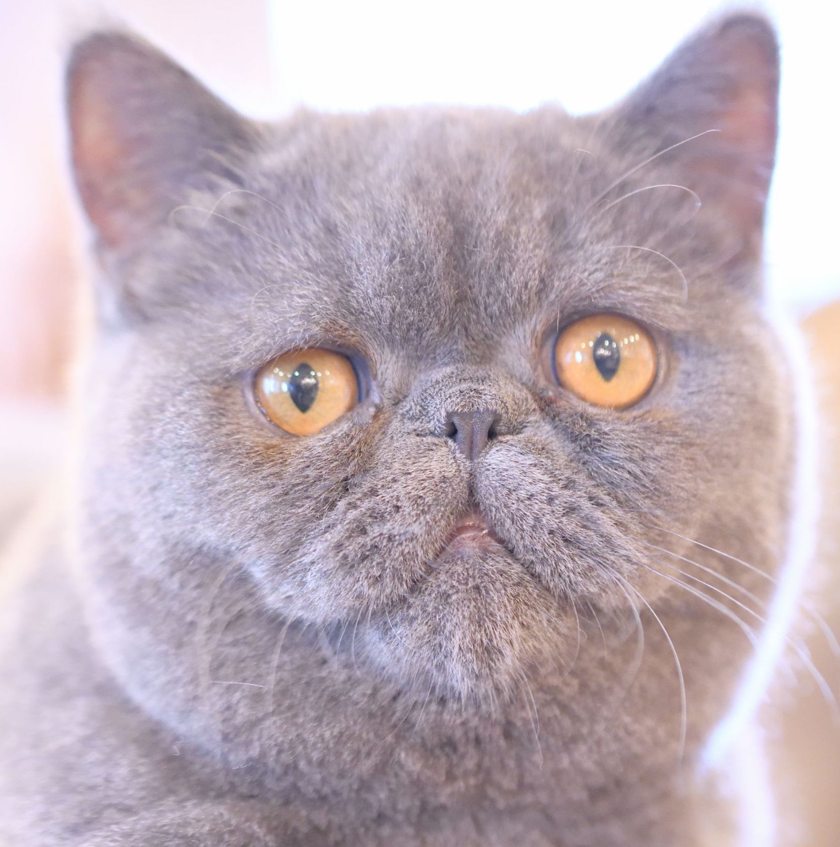 渋谷公園通り店 猫太君