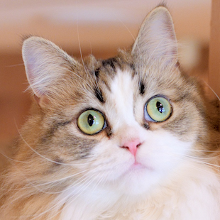 池袋本店 みにー