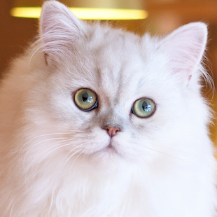 池袋本店 ほくろ