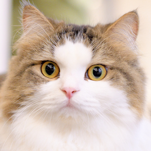 立川店 ベッカム