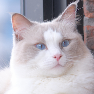 渋谷センター街店 ビスケ